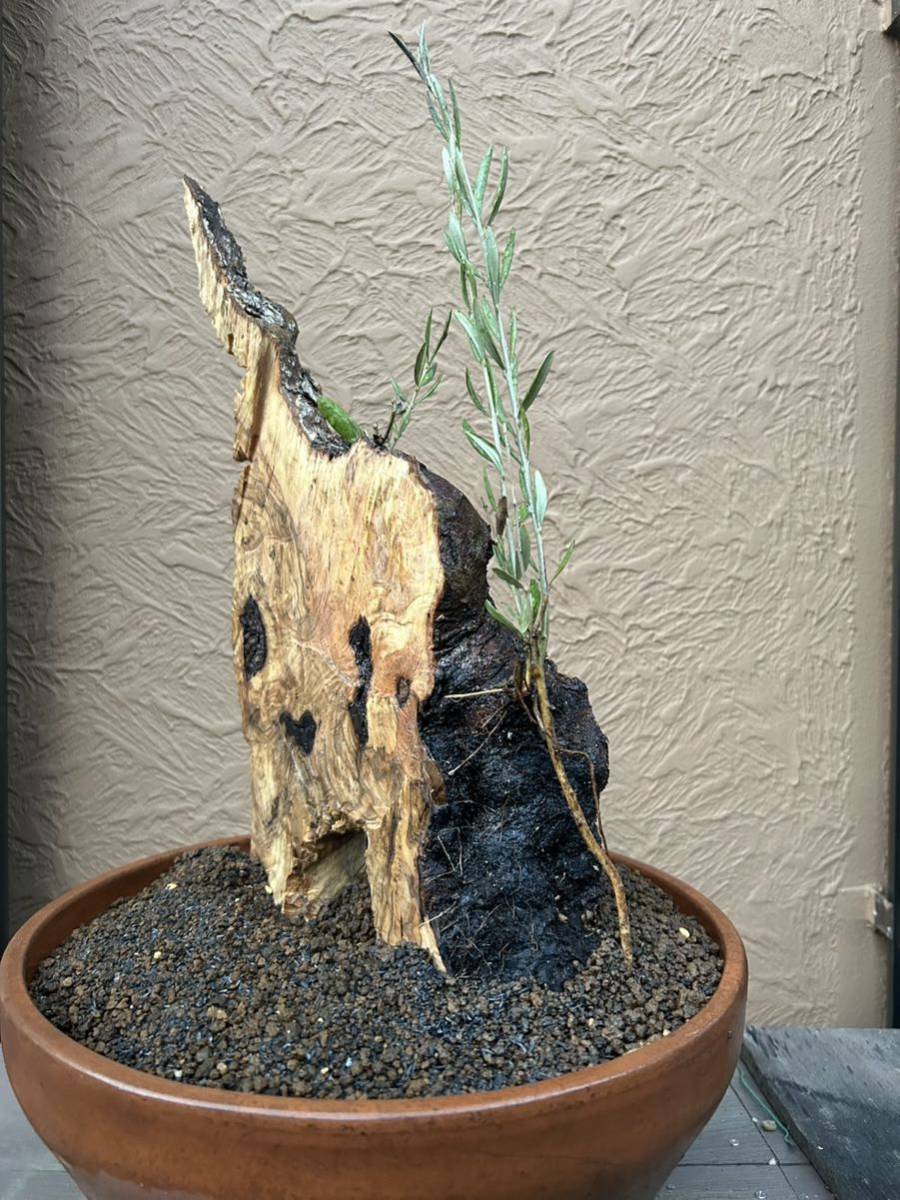 OliveBONSAI 古木オリーブ オリーブ盆栽 樹齢推定150-200 スペイン産