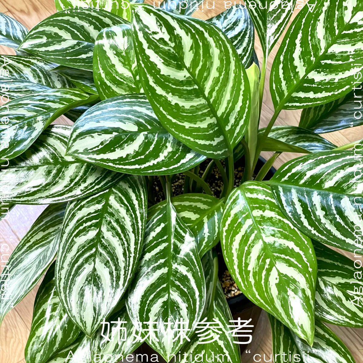 ★ 本物！ アグラオネマ ニティドゥームカーティシー ★ (Aglaonema nitidum curtisii) 良株