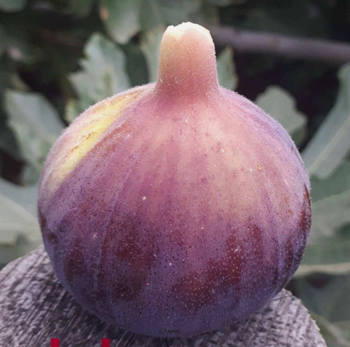 世界のイチジク Blue Vazanata=Texas Giantの特徴・味・耐寒性・栽培