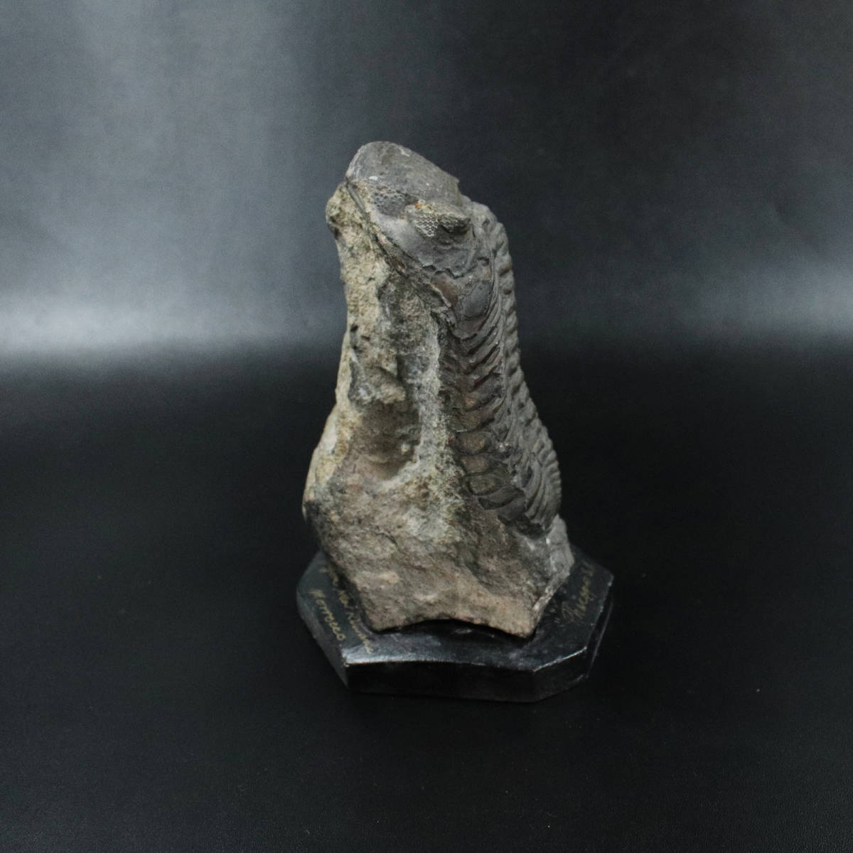 S139》 □ デボン紀 三葉虫（Phacops）の化石 モロッコ産 □