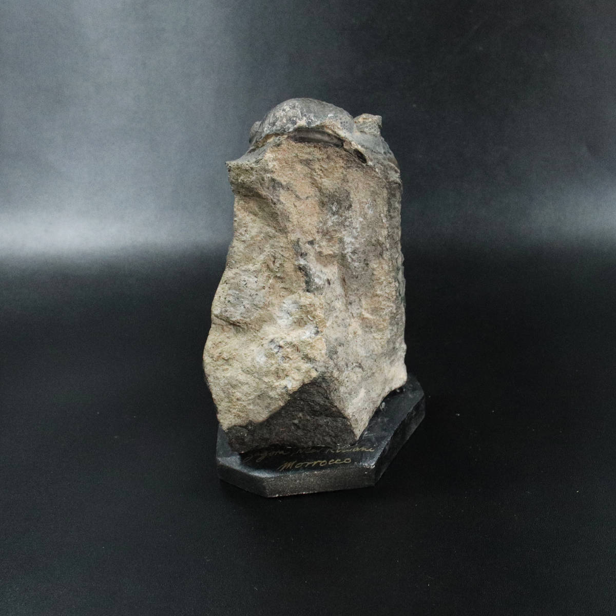 S139》 □ デボン紀 三葉虫（Phacops）の化石 モロッコ産 □