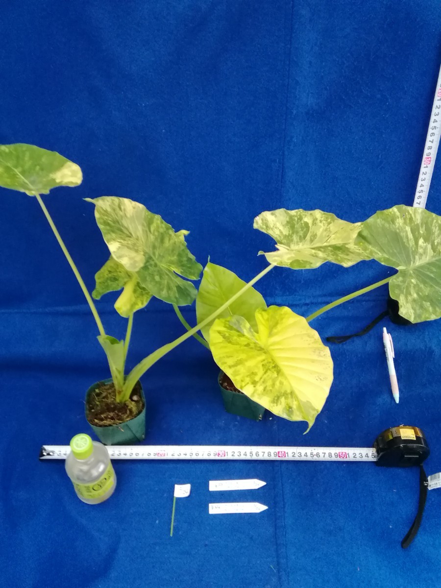 NO.1224 斑入り　古典　黄斑　クワズイモ　カゲアナ　２ヶセット　観葉植物