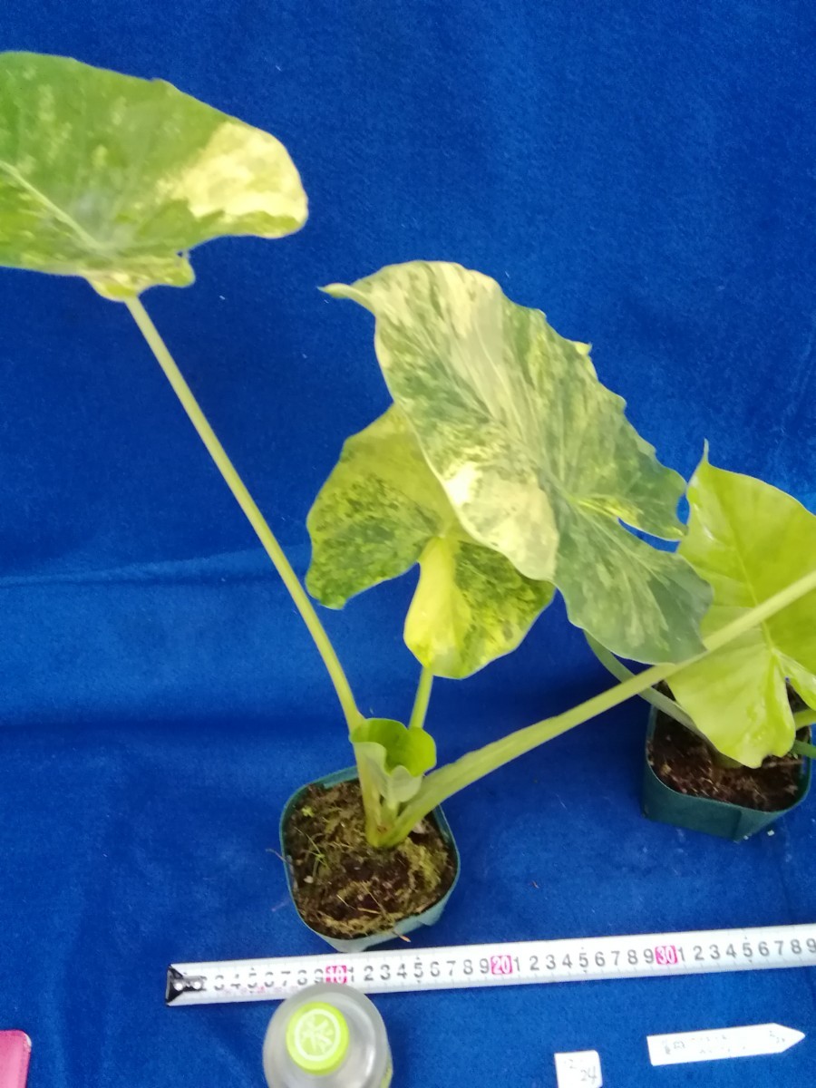 NO.1224 斑入り　古典　黄斑　クワズイモ　カゲアナ　２ヶセット　観葉植物