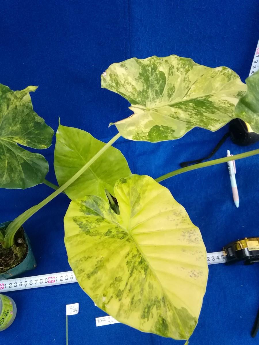 NO.1224 斑入り　古典　黄斑　クワズイモ　カゲアナ　２ヶセット　観葉植物