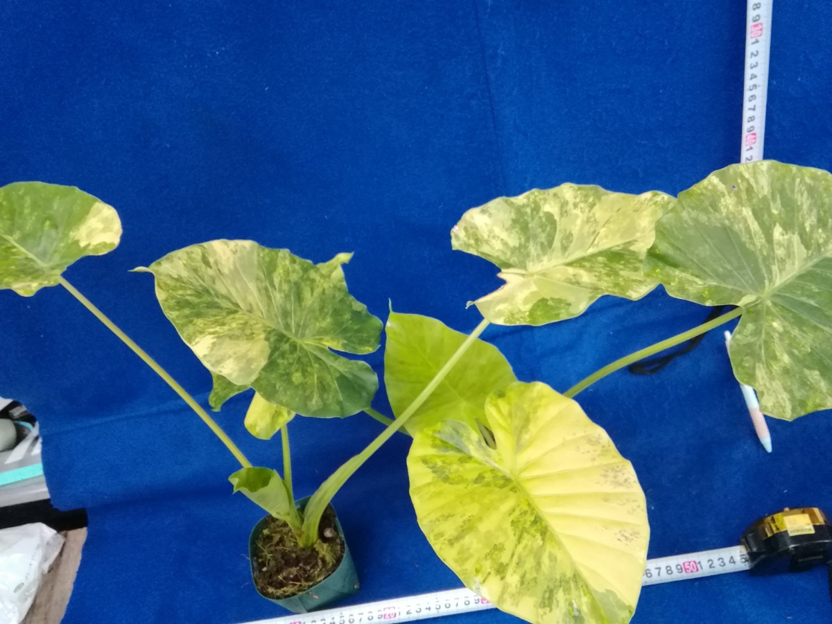 NO.1224 斑入り　古典　黄斑　クワズイモ　カゲアナ　２ヶセット　観葉植物