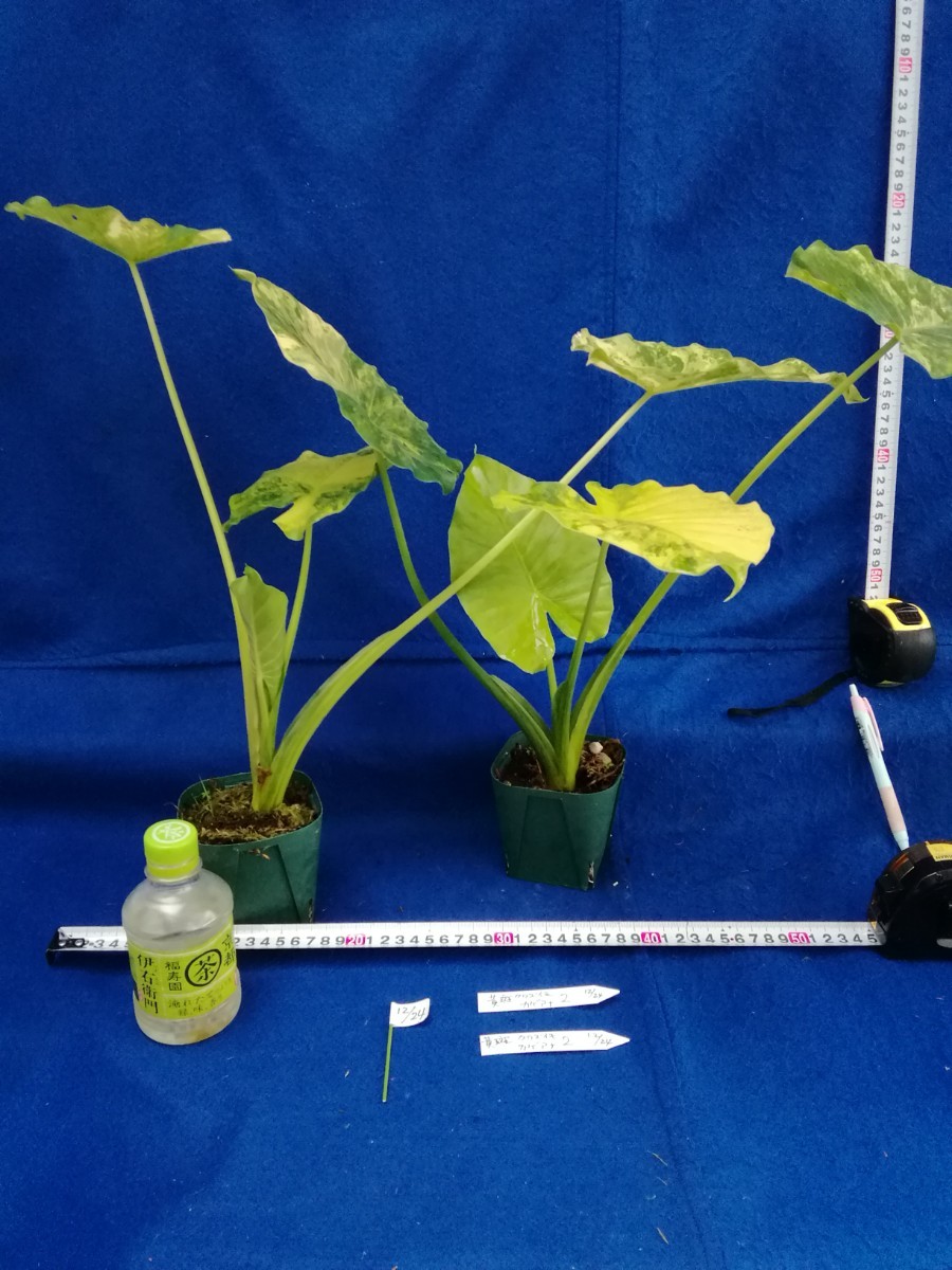 NO.1224 斑入り　古典　黄斑　クワズイモ　カゲアナ　２ヶセット　観葉植物