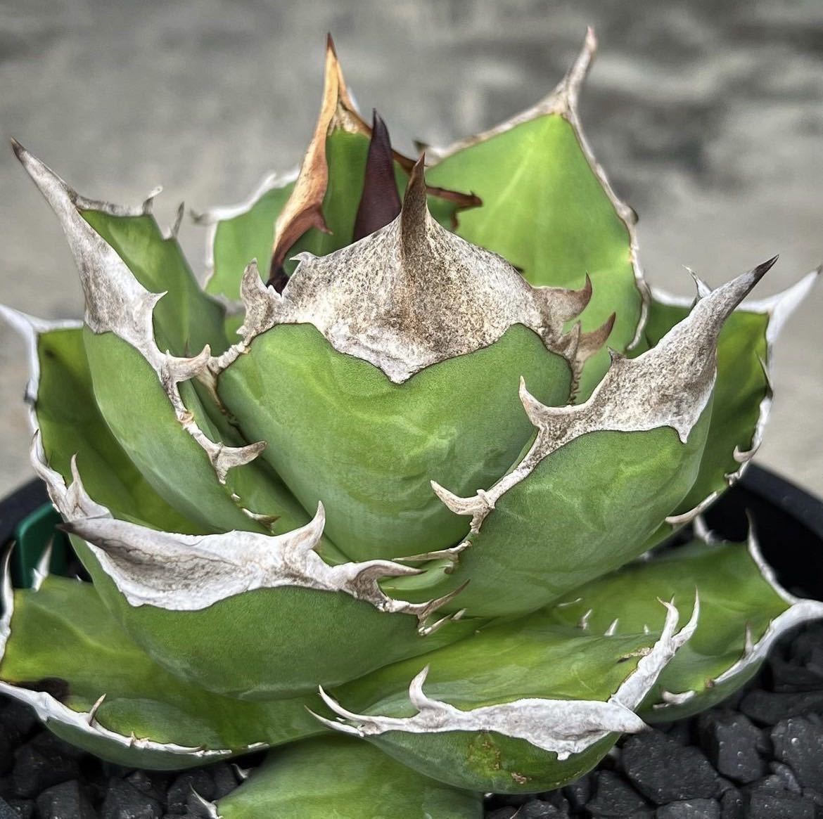 アガベ チタノタ 白犀牛 White Agave - Rhino子株~成長期