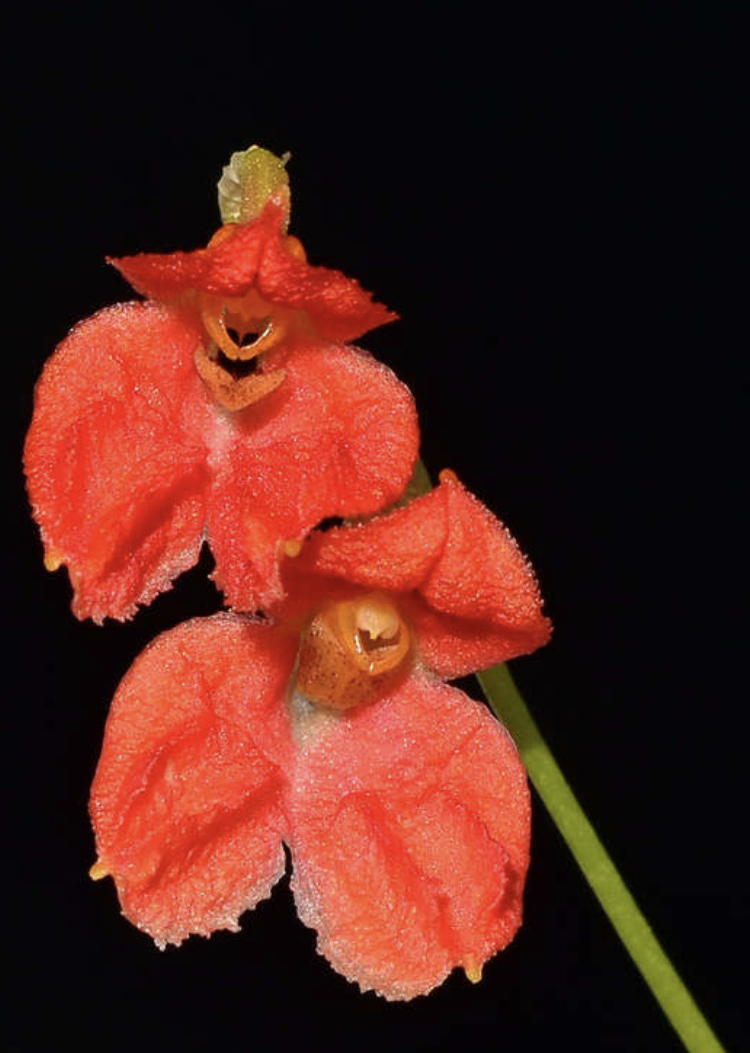 洋蘭原種　Porroglossum eduardii