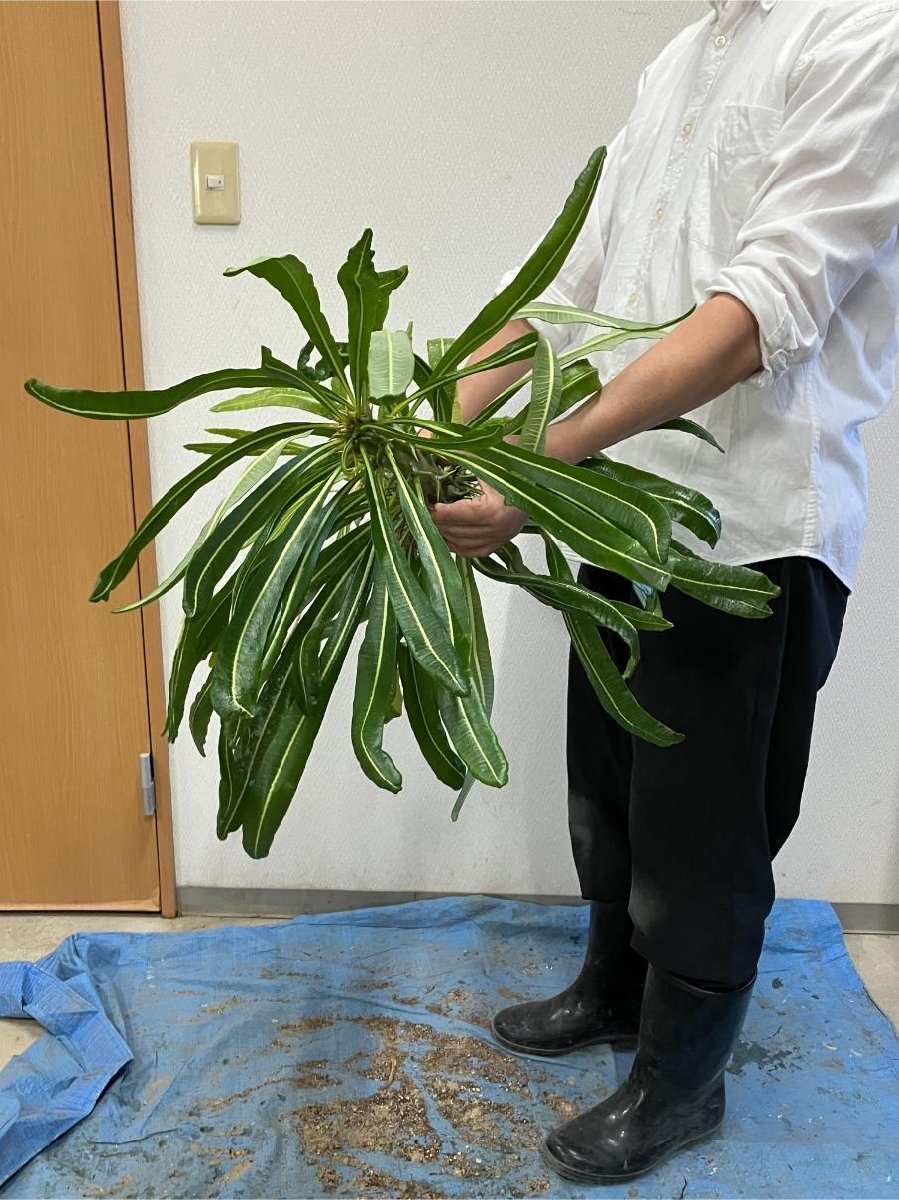 サ4893 「実生」パキポディウム アンボンゲンセ 大 抜き苗【Xmas種子