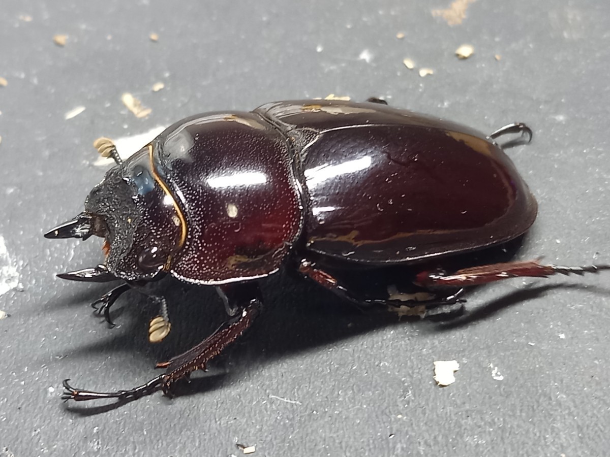 赤レギウス♀単品(親 赤レギ×赤レギ)新生虫未使用 赤色等は写真でご確認。♀41.0 ⑧