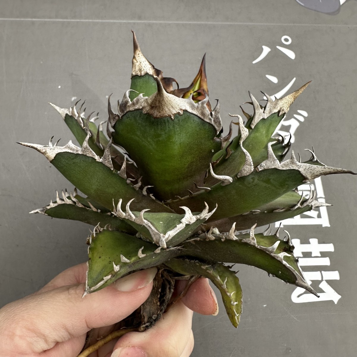 W4 【パンダ園芸】 特選 アガベ 多肉植物 チタノタ レッドキャット