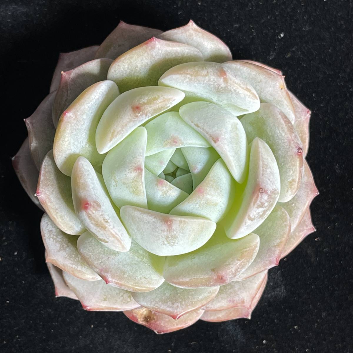 ≧∇≦）多肉植物 ハオルチア アトロフスカミュータント錦 宝蓮灯