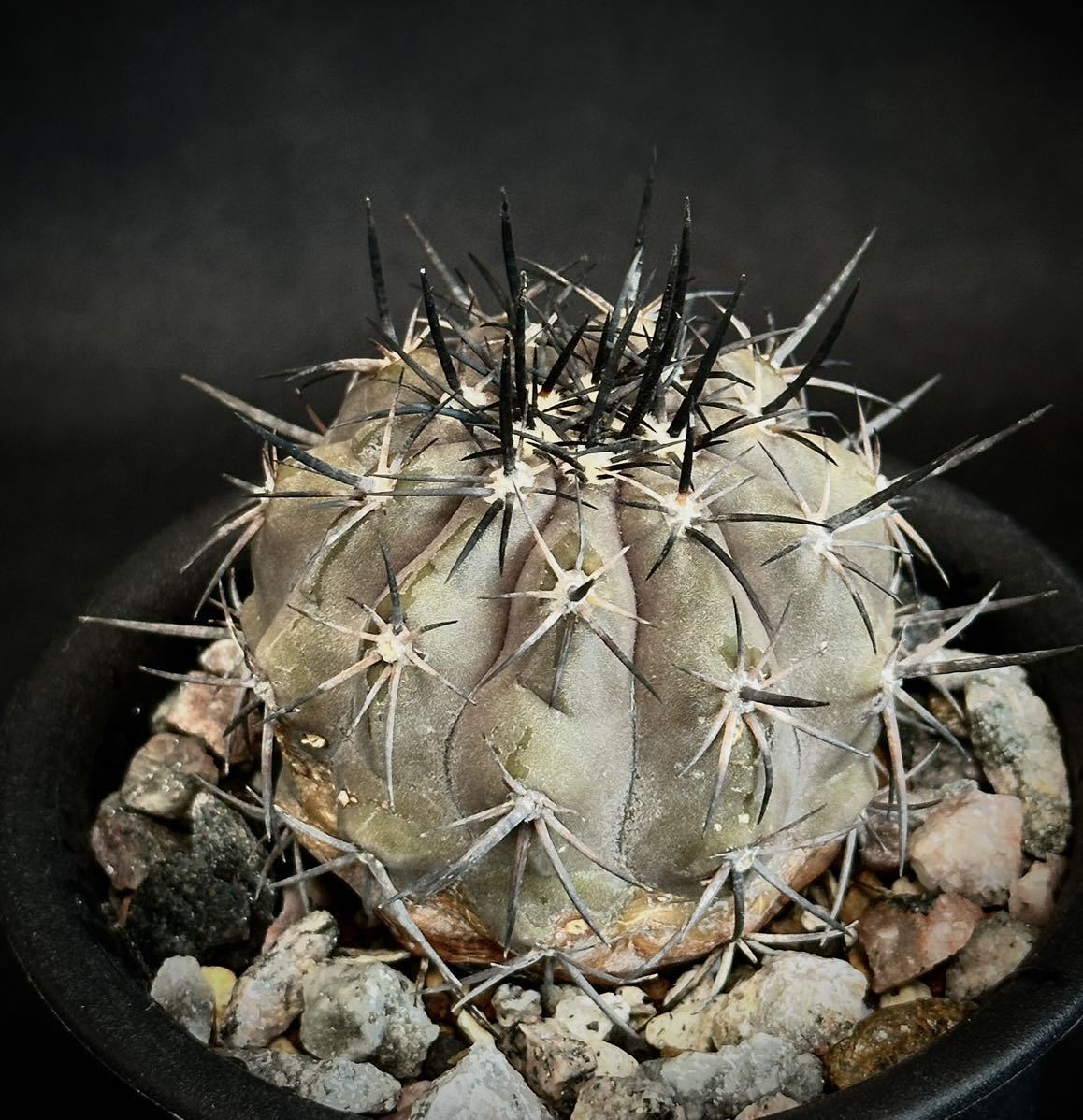 レア種 実生 古株 Copiapoa cuprea コピアポア クプレア 君光丸 グレー