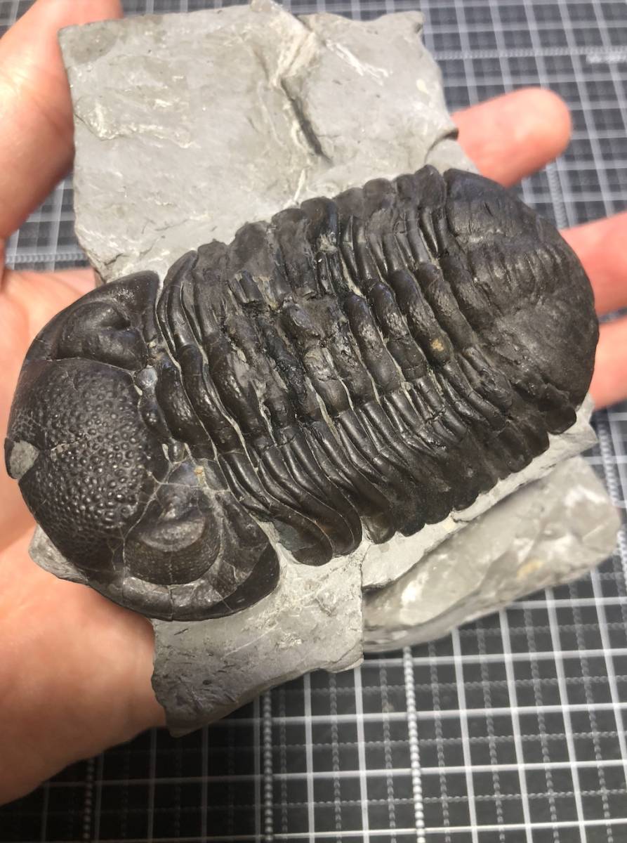 三葉虫 化石 Eldredgeops rana milleri(化石)｜売買されたオークション