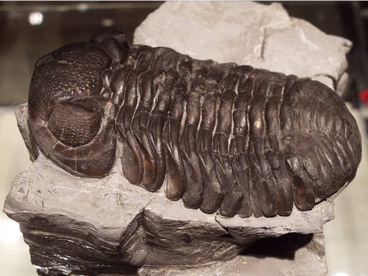 アメリカNY産 カラーパターン 三葉虫 化石Eldregeops rana 三葉虫 化石 Eldredgeops rana milleri(化石)｜売買されたオークション