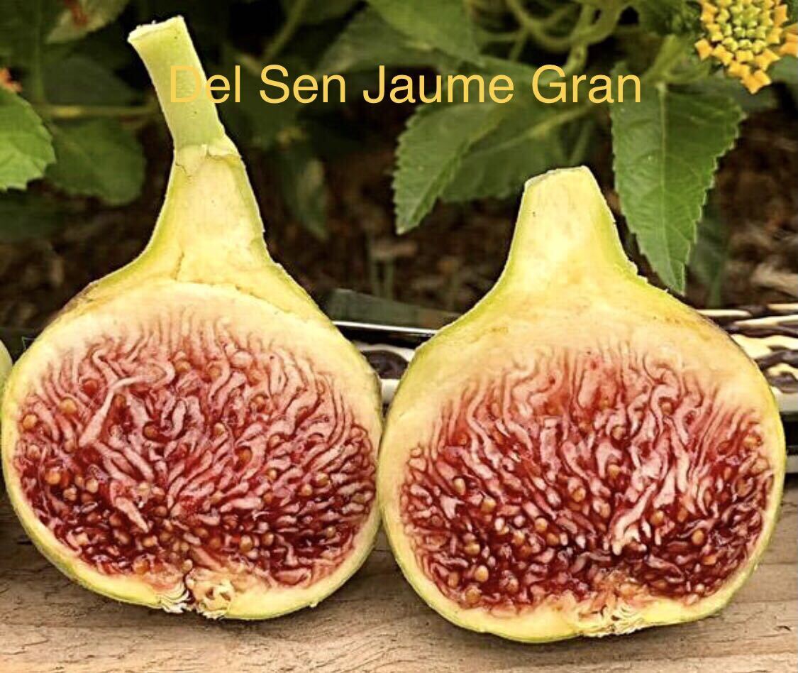 イチジク苗木】デル・セン・ジャウメ・グラン（Del Sen Jaume Gran