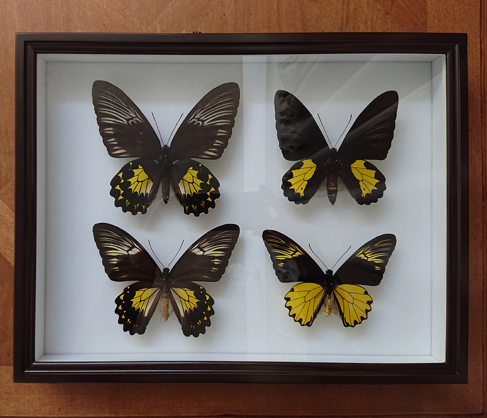 【蝶 標本】キシタアゲハ類/ドイツ箱ごとまとめて_1