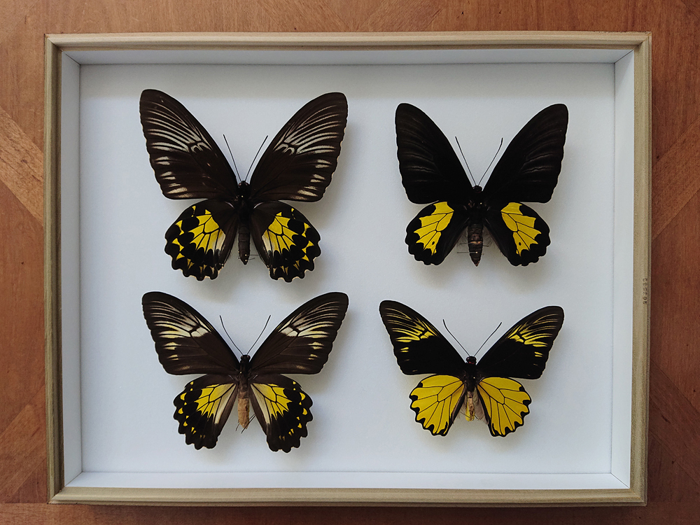 【蝶 標本】キシタアゲハ類/ドイツ箱ごとまとめて_2