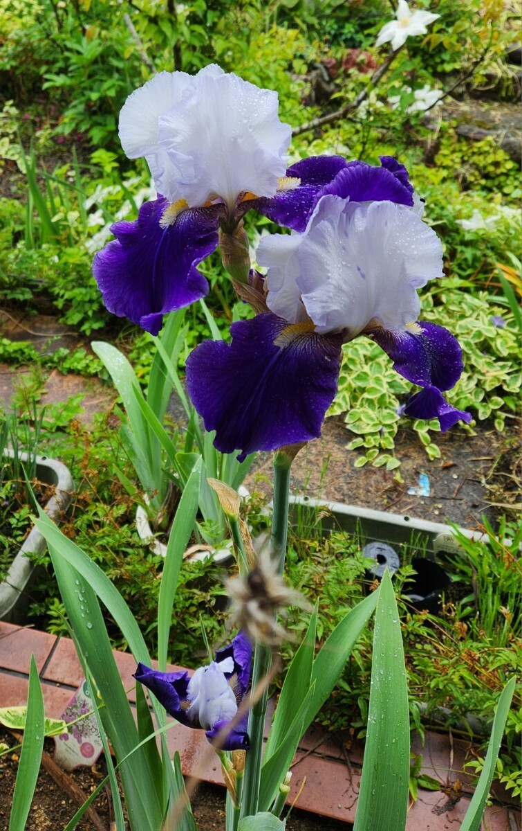 ジャーマンアイリス　2色咲き　2株(球根)_1