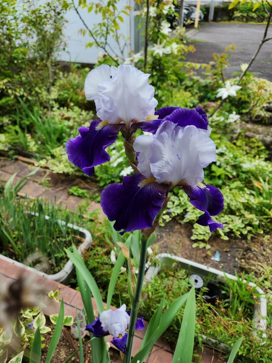 ジャーマンアイリス　2色咲き　2株(球根)_2