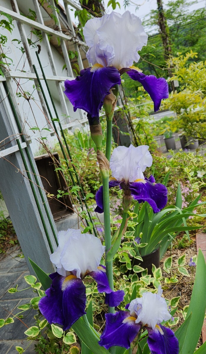 ジャーマンアイリス　2色咲き　2株(球根)_3