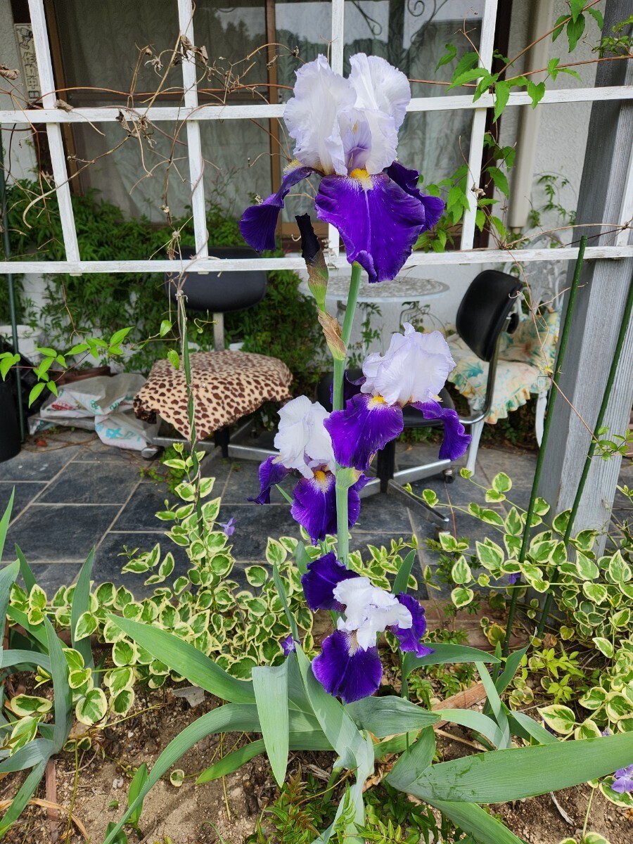 ジャーマンアイリス　2色咲き　2株(球根)_4