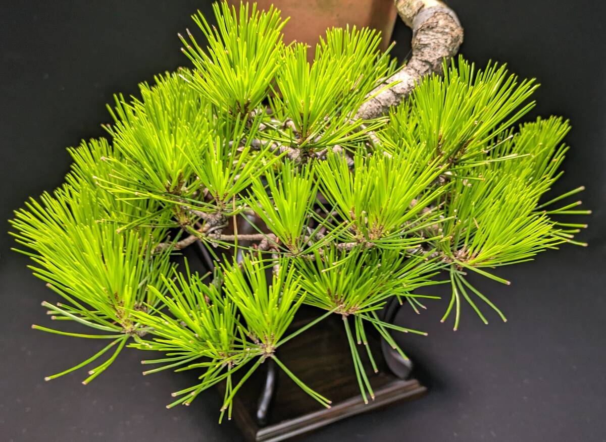 盆栽】赤松 ※懸崖(松)｜売買されたオークション情報、Yahoo