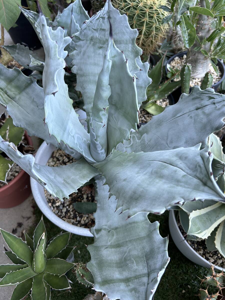 アガベ 白岳殿 Agave colorata 'Hakugakuden'　抜き苗　ガーデンアガベ　まとめて梱包可_1