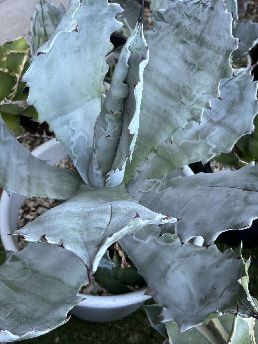 アガベ 白岳殿 Agave colorata 'Hakugakuden'　抜き苗　ガーデンアガベ　まとめて梱包可_2