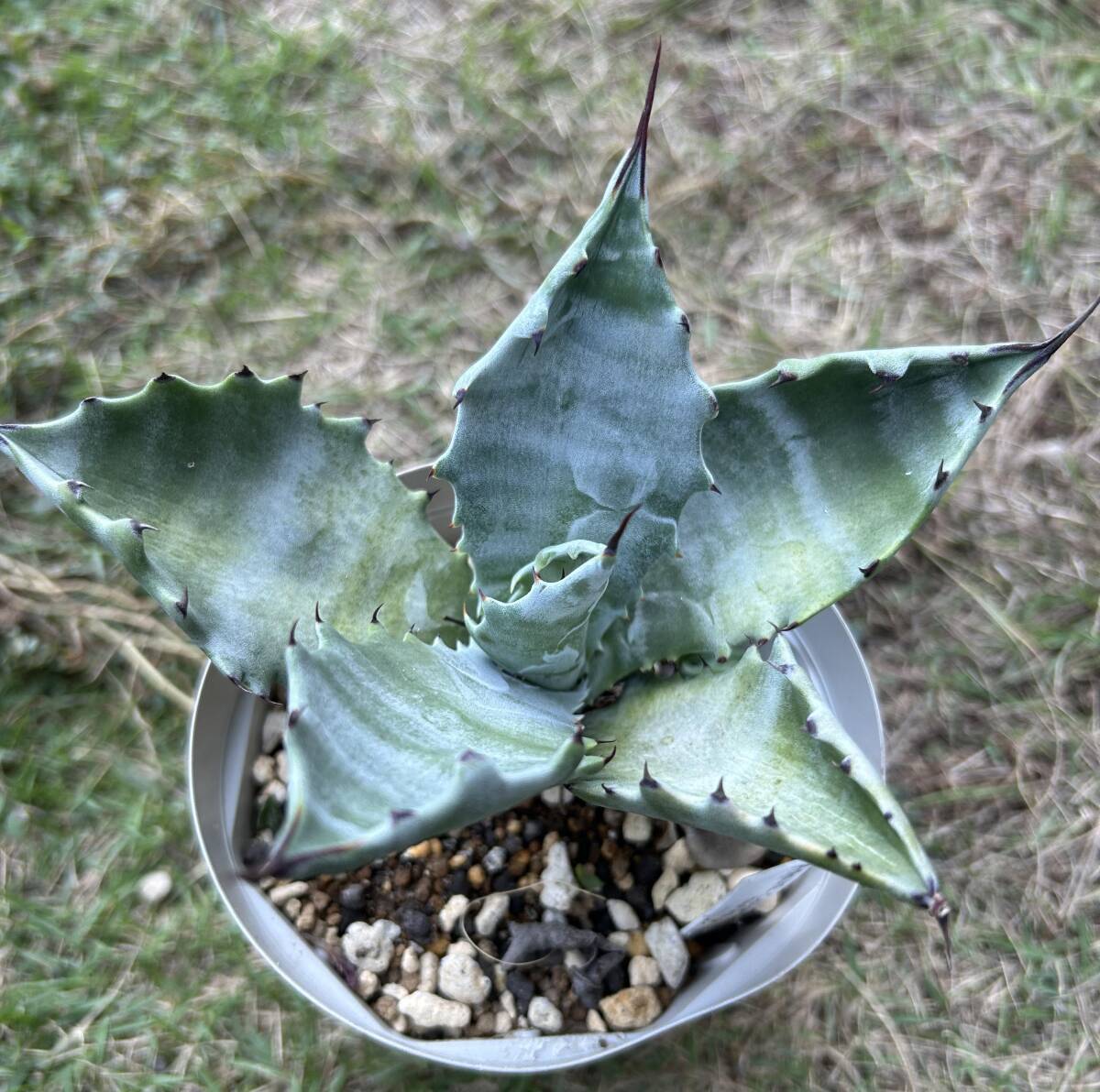 アガベ 白岳殿 Agave colorata 'Hakugakuden'　抜き苗　ガーデンアガベ　まとめて梱包可_3