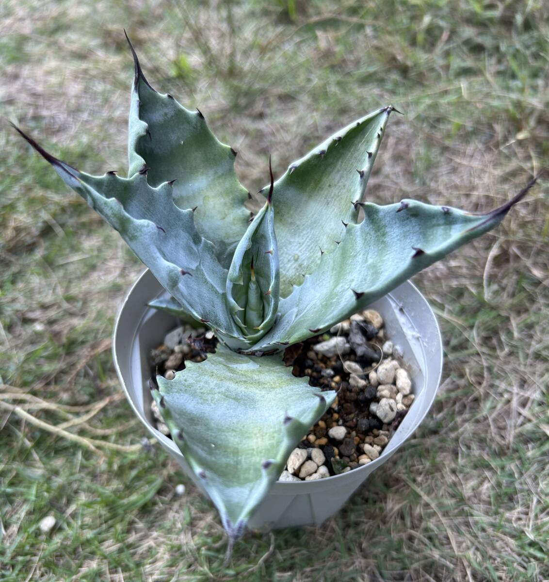 アガベ 白岳殿 Agave colorata 'Hakugakuden'　抜き苗　ガーデンアガベ　まとめて梱包可_4