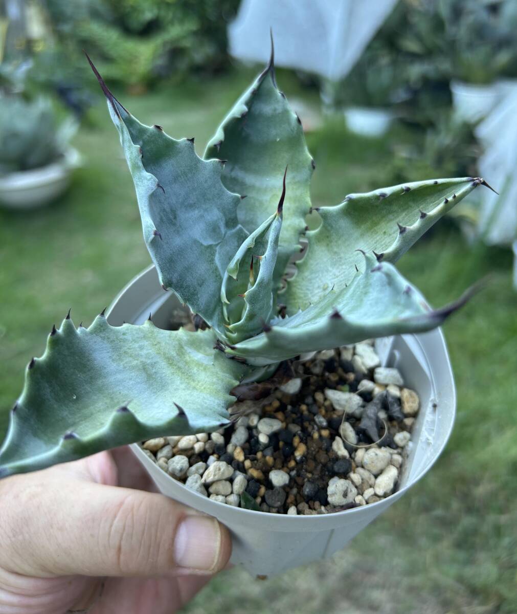 アガベ 白岳殿 Agave colorata 'Hakugakuden'　抜き苗　ガーデンアガベ　まとめて梱包可_5