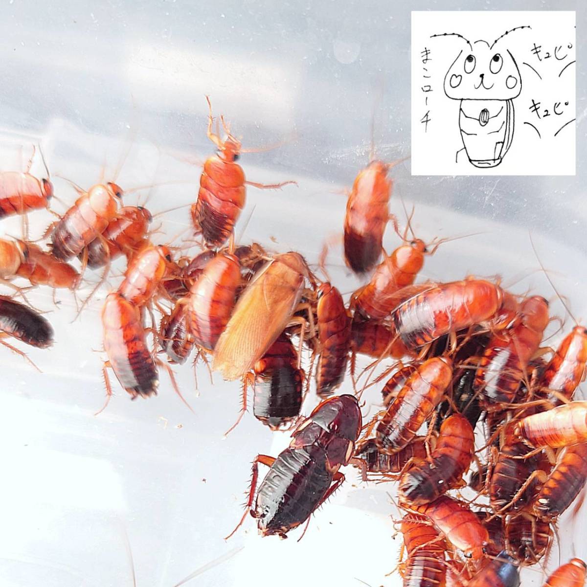 ゆうパック対応）110匹　ML（20ｍｍ～） レッドローチ　_1