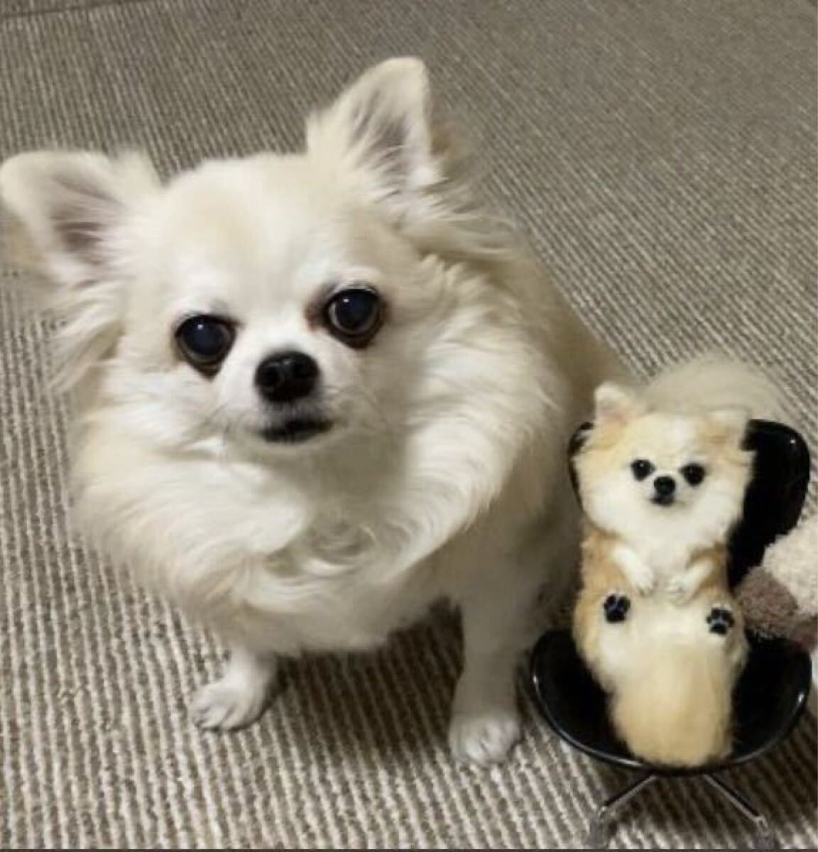 羊毛フェルト 犬 愛犬のオーダー制作を承ります (制作者は、わたわた