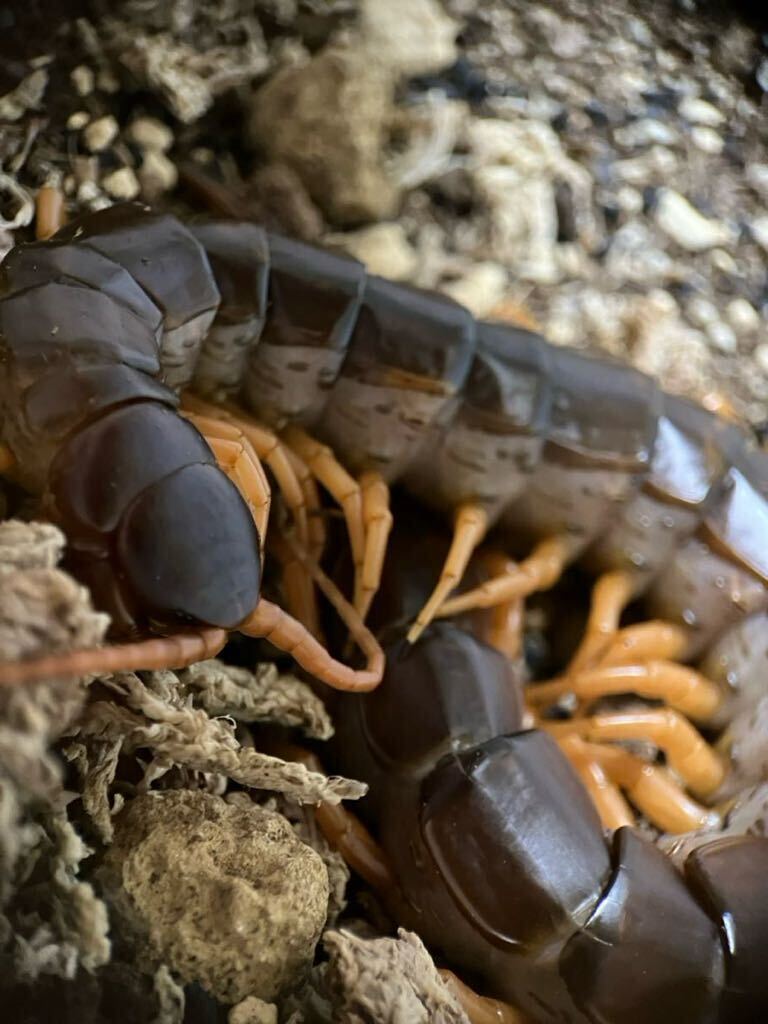 ベトナムオオムカデ・scolopendra dehaani・♂1匹　オレンジレッグ_1