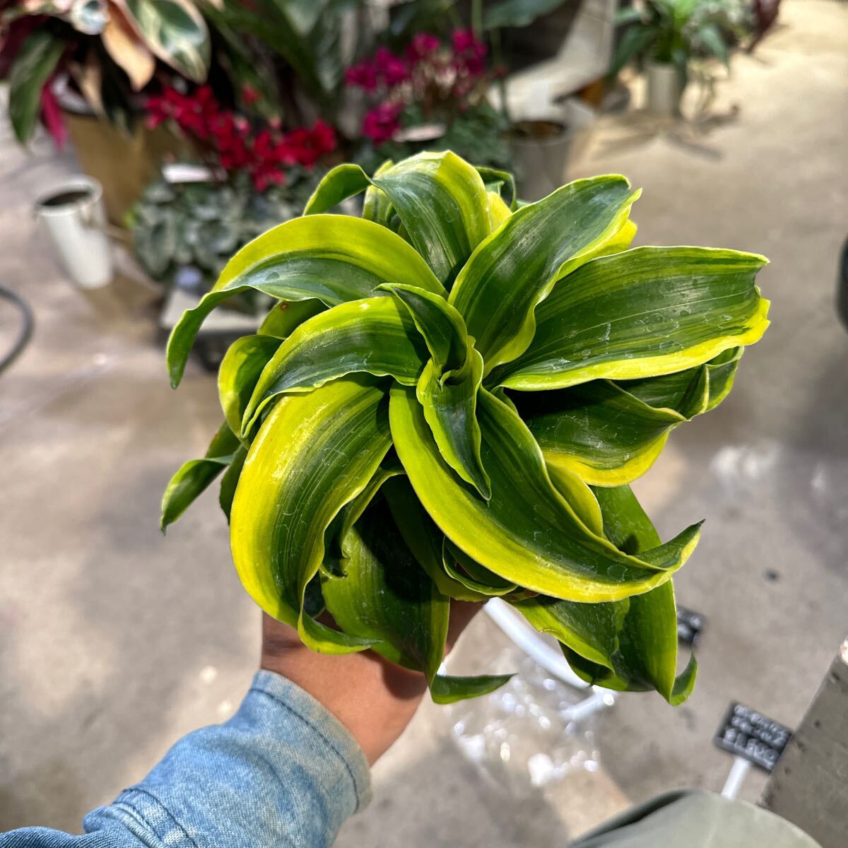 ドラセナ 観葉植物 植物の トルネード緑葉 コンパクタ 5号／1個売り 