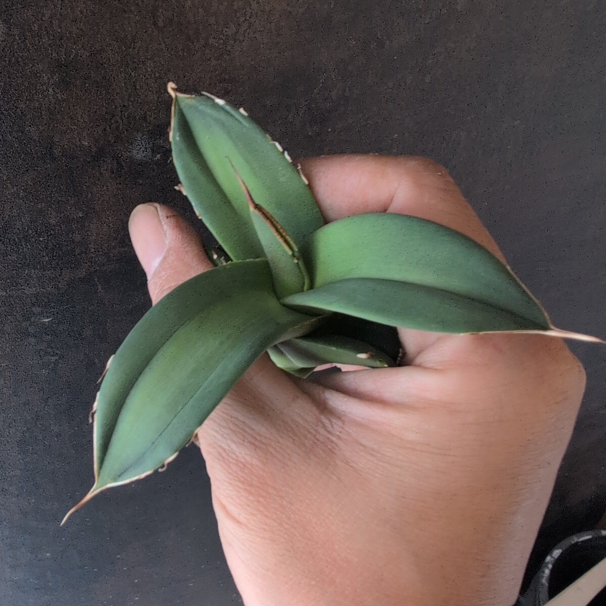 アガベ チタノタ 子株 agave titanota AGAVE TITANOTA ⁄ 子株観葉植物 