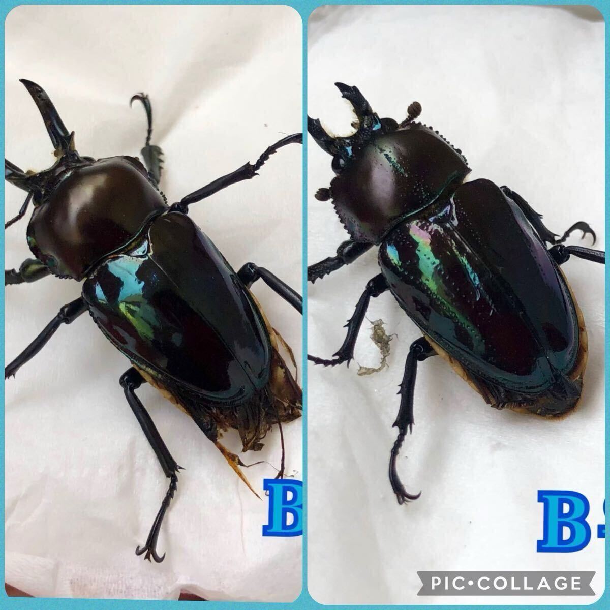 ニジイロクワガタ 紫紺ブルーBライン B品ペア
