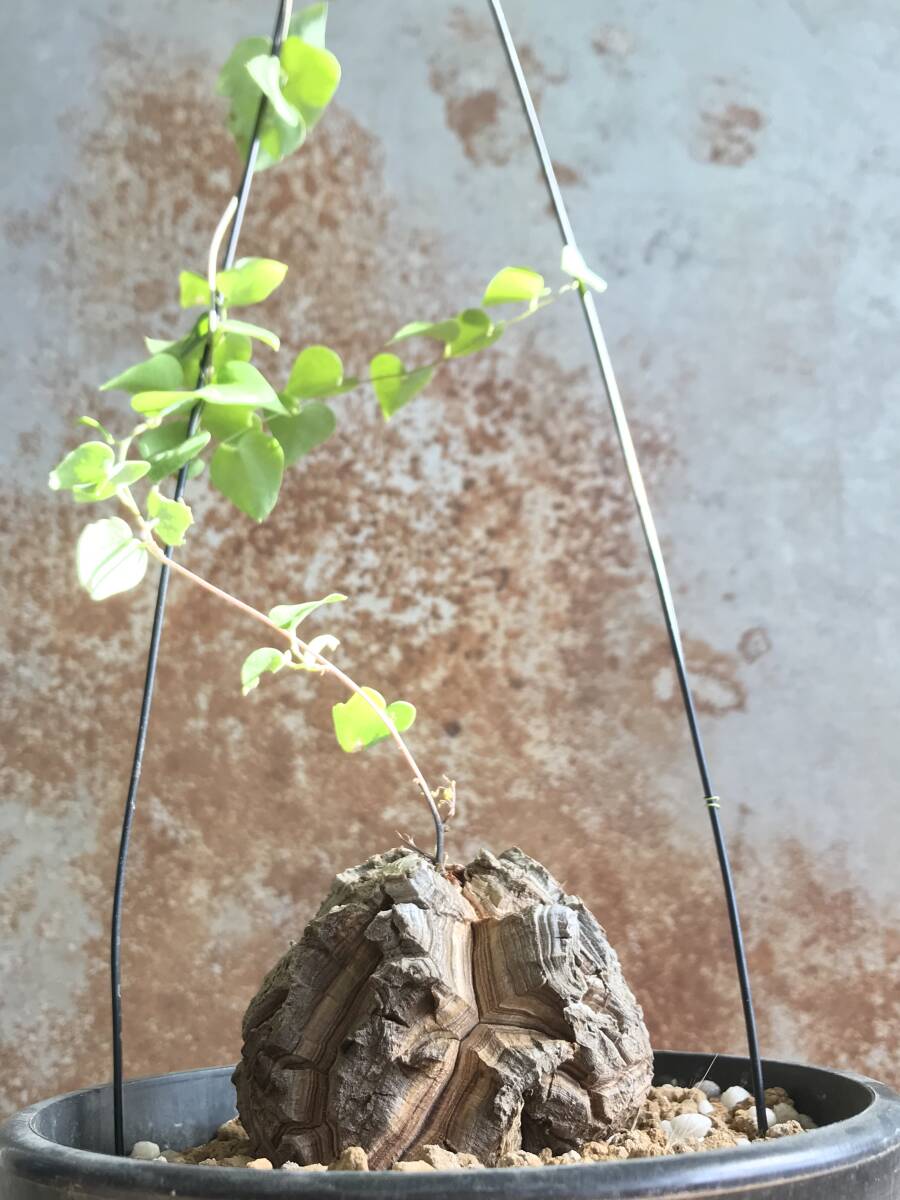 アフリカ 亀甲竜 株幅 7.2cm 【公式通販】