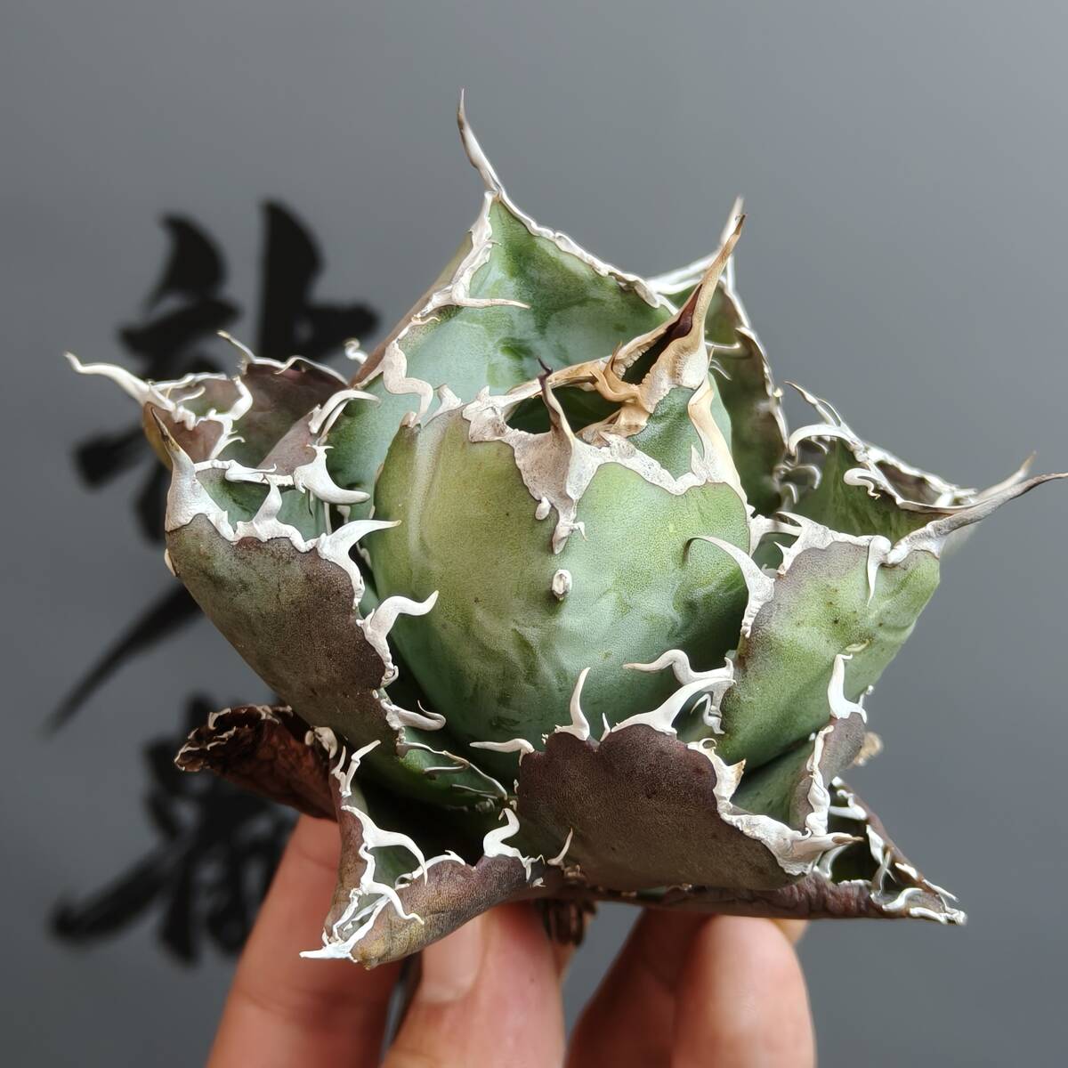も*う様 多肉植物・アガベ・チタノタ・スーパー白鯨【特選】 球型株 包