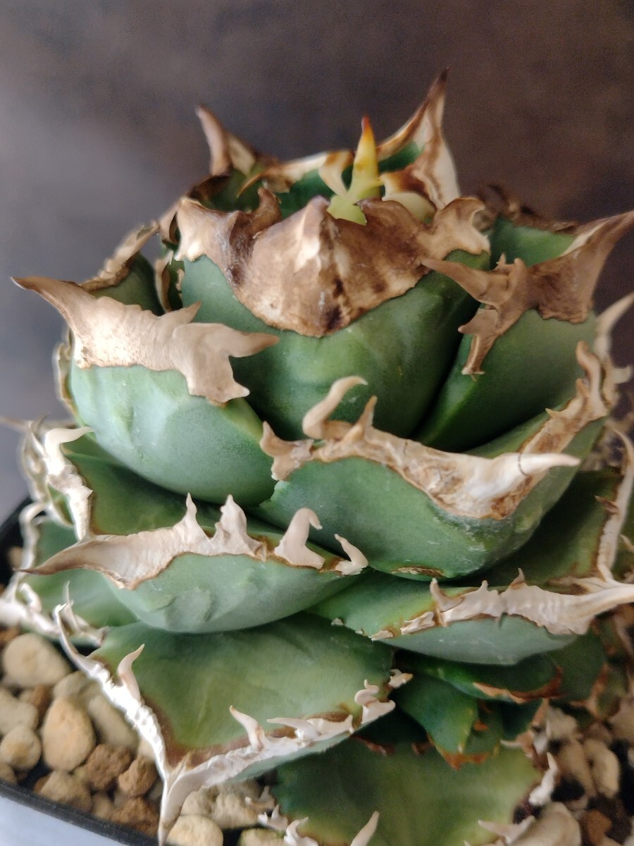 AGAVE TITANOTA surf002】アガベ チタノタ 子株 コンパクト株 oteroi
