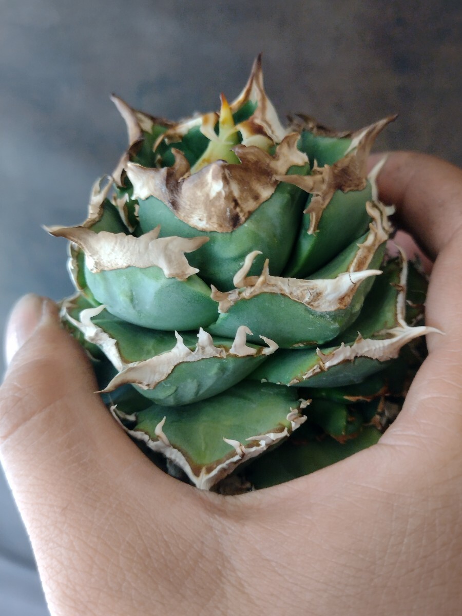 AGAVE TITANOTA surf002】アガベ チタノタ 子株 コンパクト株 oteroi