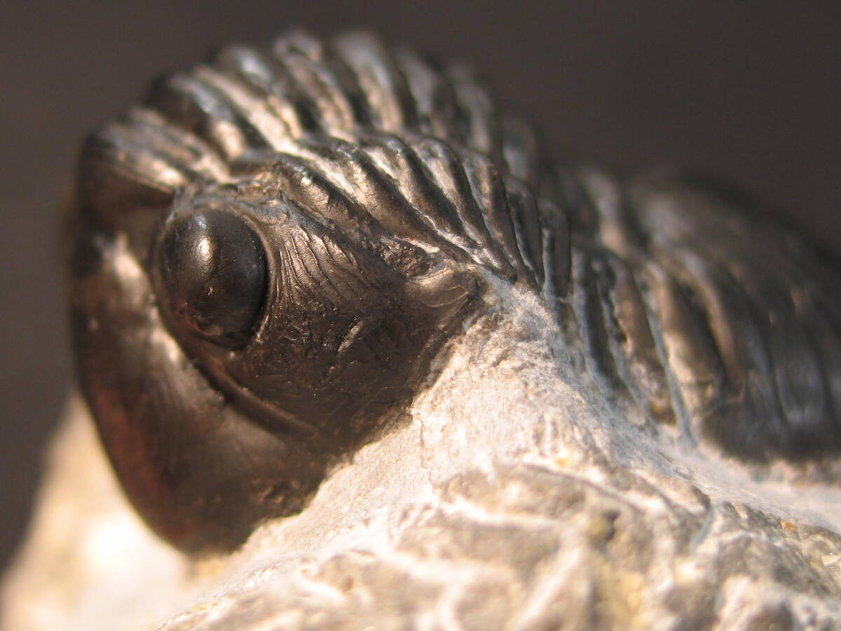 ○○Devonian Trilobite of Morocco ○特徴的な尾板を持つ三葉虫