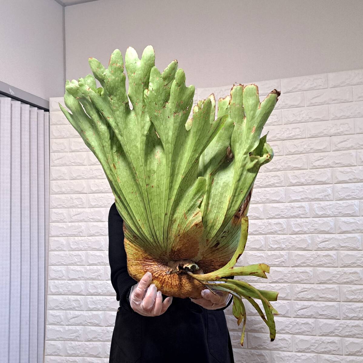 ☆輸入直後☆92XXL ビカクシダ 植物（超大株）☆Platycerium coronarium (プラティケリウム コロナリウム)Bengkulu/麋角羊歯