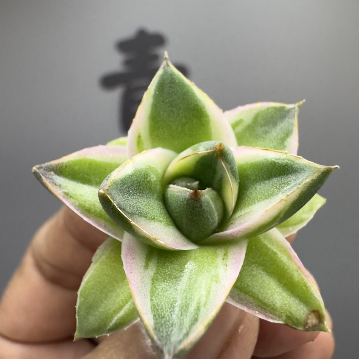 アガベ ピンキー 王妃笹の雪A型 多肉植物 白覆輪斑 - Yahoo 