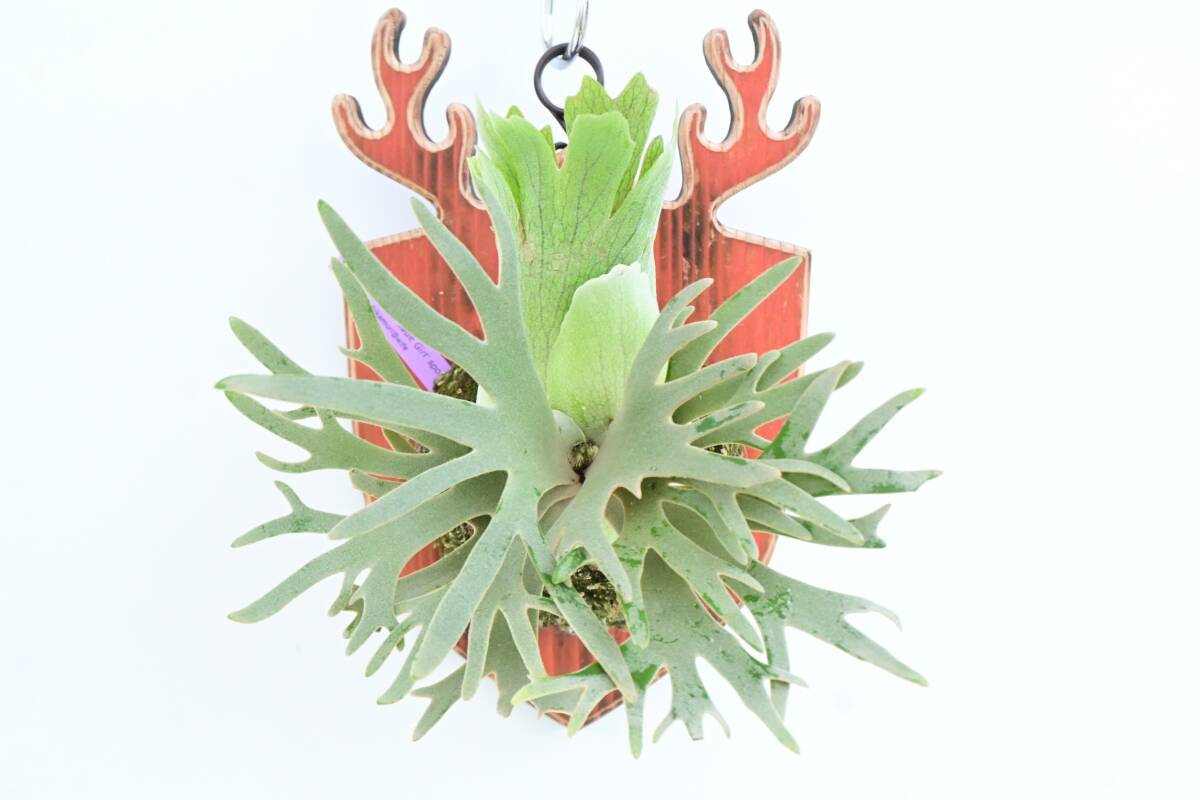 Myrmecodia アリ植物 tuberosa ミルメコディア ツベローサ 0 アリと