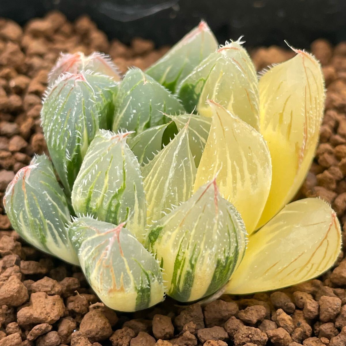 多肉植物 ハオルチア ☆白狐伝錦 ベヌスタ 鮮明錦 極上斑 ☆抜き苗