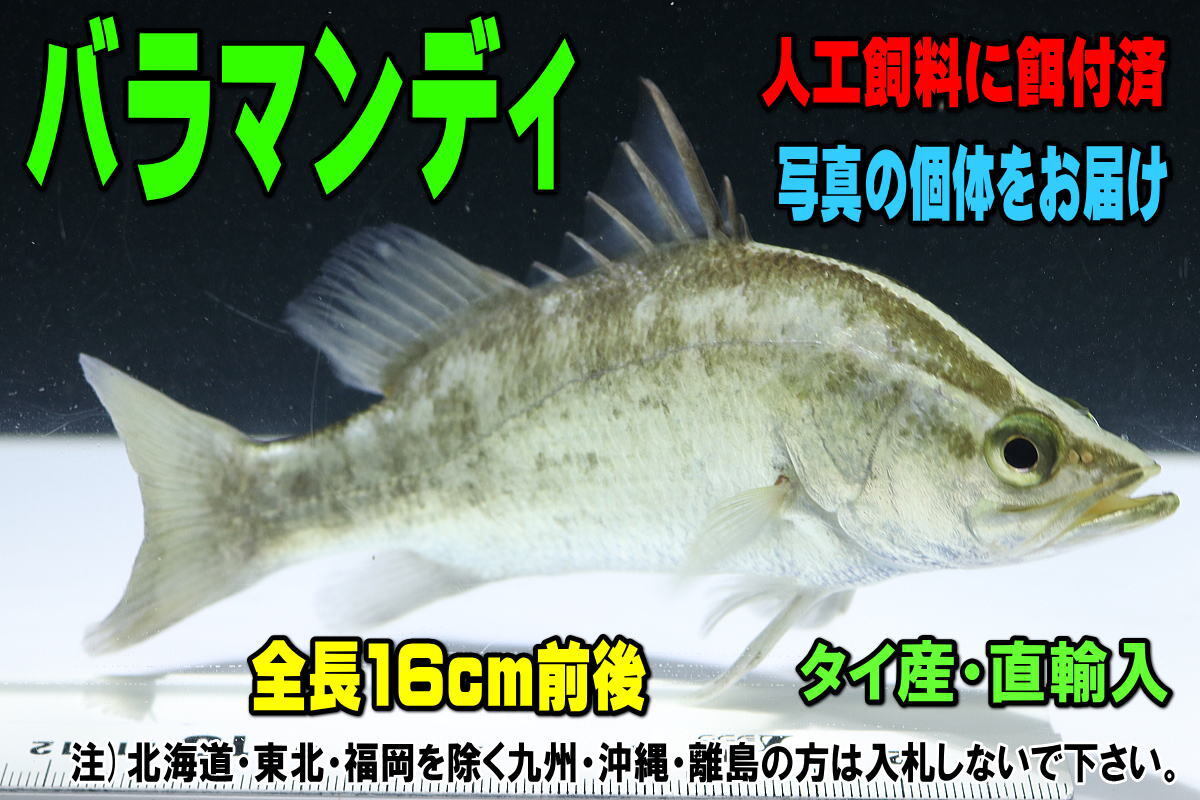 Yahoo 2026年最新バラマンディ(Baramundi)の人気の淡水魚が勢揃い 
