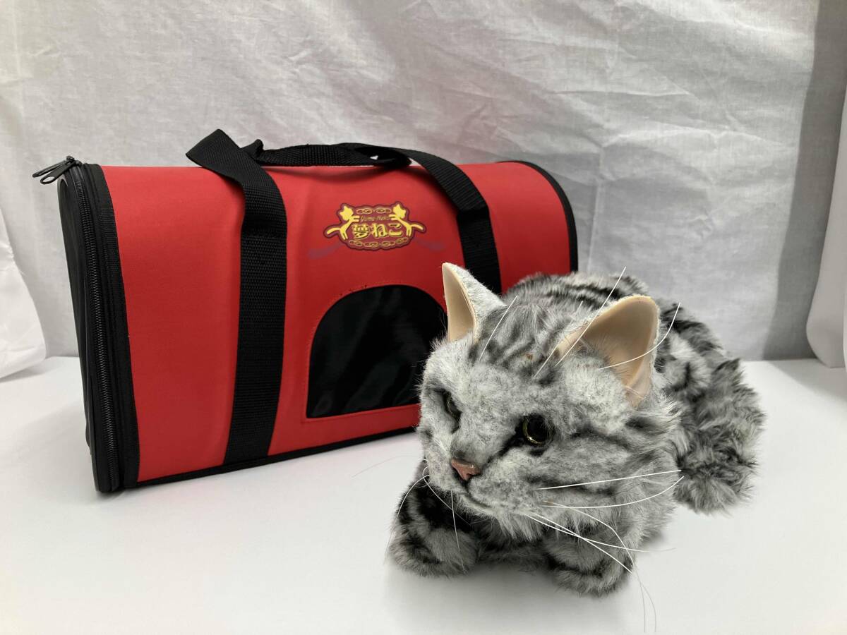 夢ねこ アメリカンショートヘア(ネコ一般)｜売買されたオークション