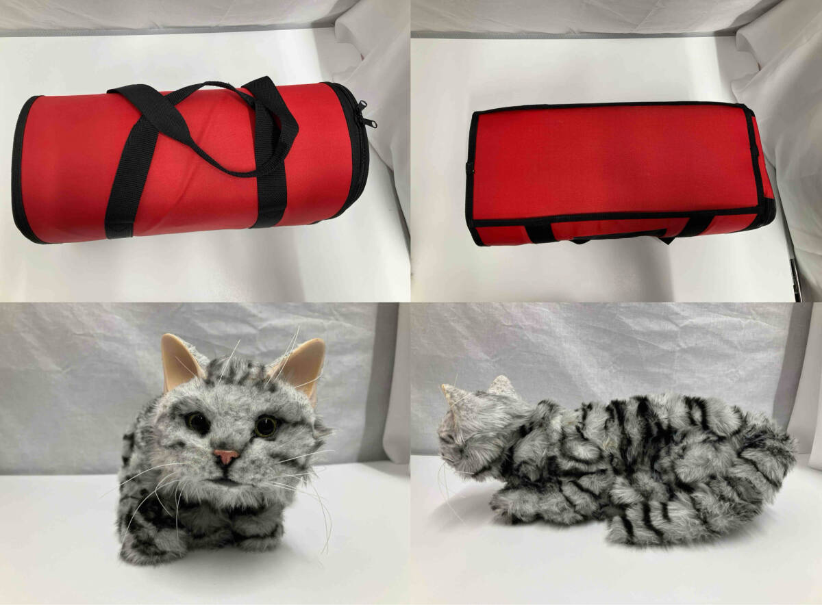 夢ねこ アメリカンショートヘア(ネコ一般)｜売買されたオークション